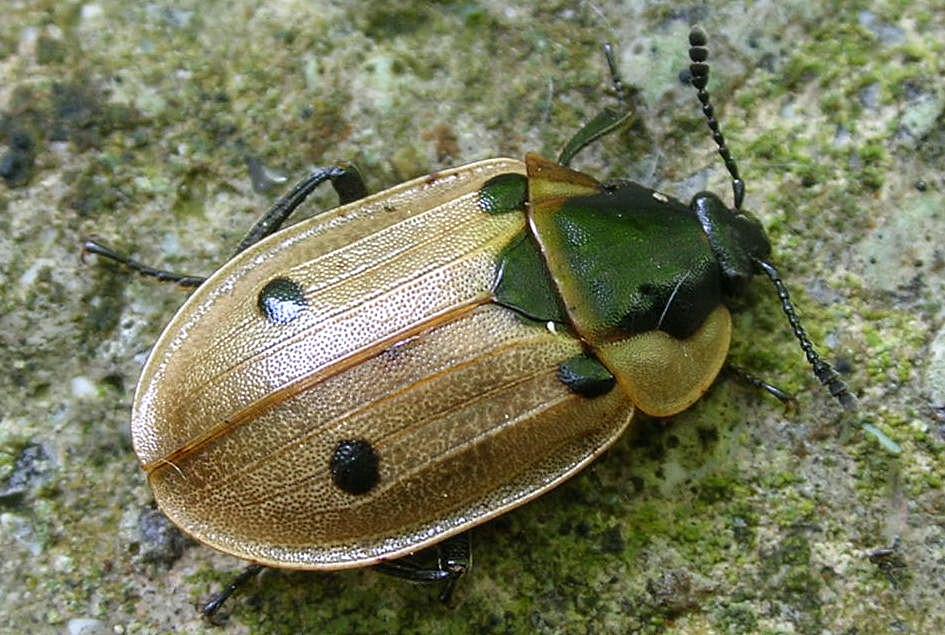 Dendroxena quadrimaculata